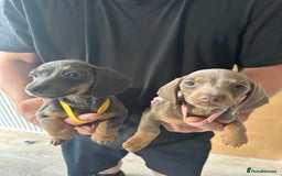 Miniature Dachshund dogs for sale: Miniature dachshund puppies  - Image 10