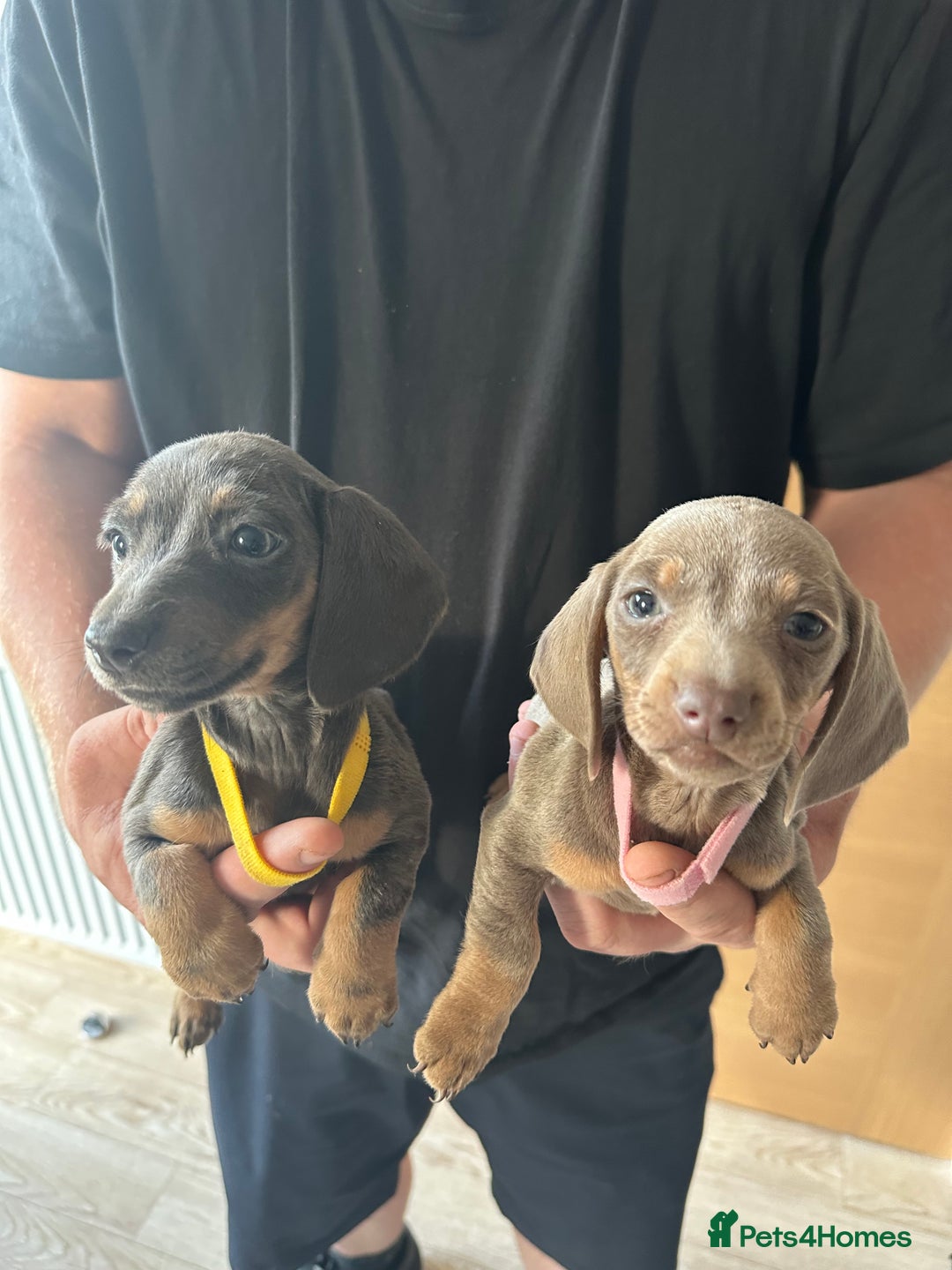 Miniature Dachshund dogs for sale: Miniature dachshund puppies  - Image 10
