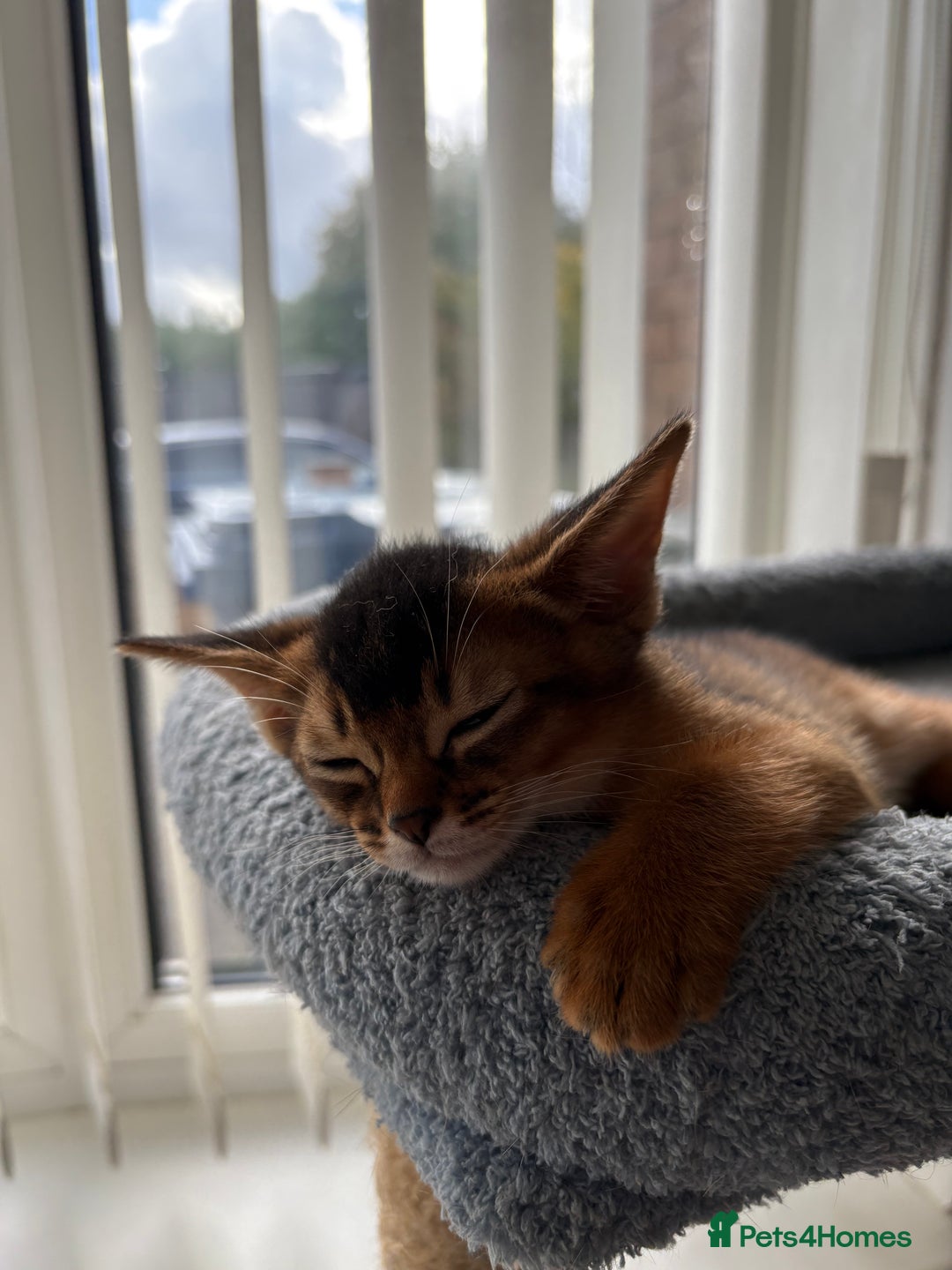 Abyssinian cats for sale: Champion Line Abyssinian Kittens - Reserve Today! - Image 10