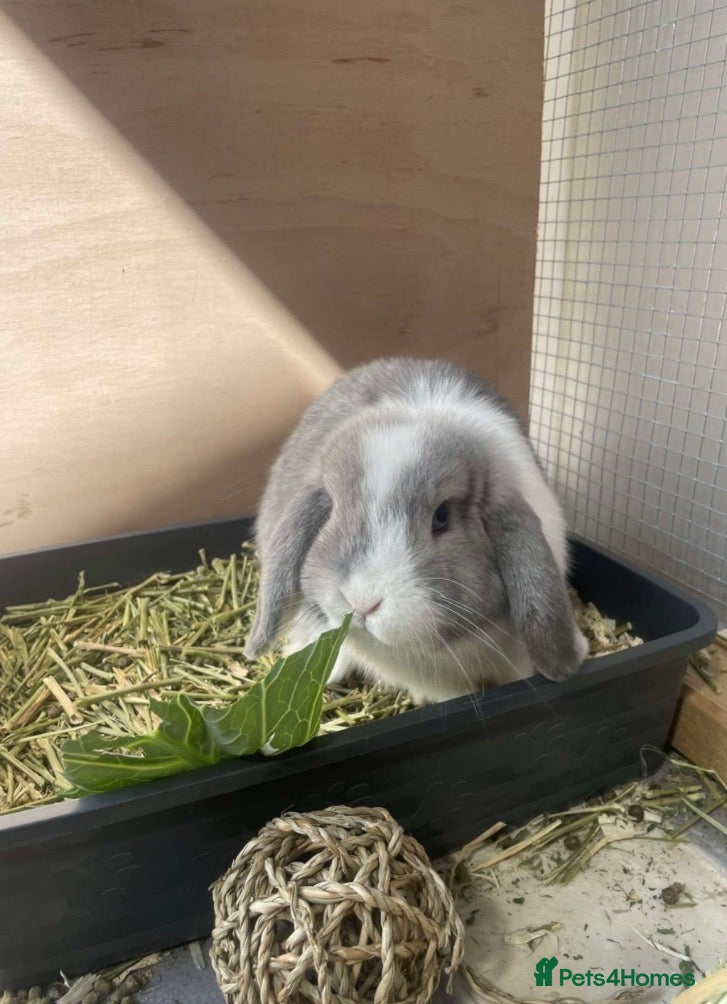 Dwarf Lop rabbits Minnie lop for sale  - Advert 2