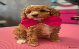 Cavapoo dogs for sale: F1BB cavapoo puppies  - Image 2