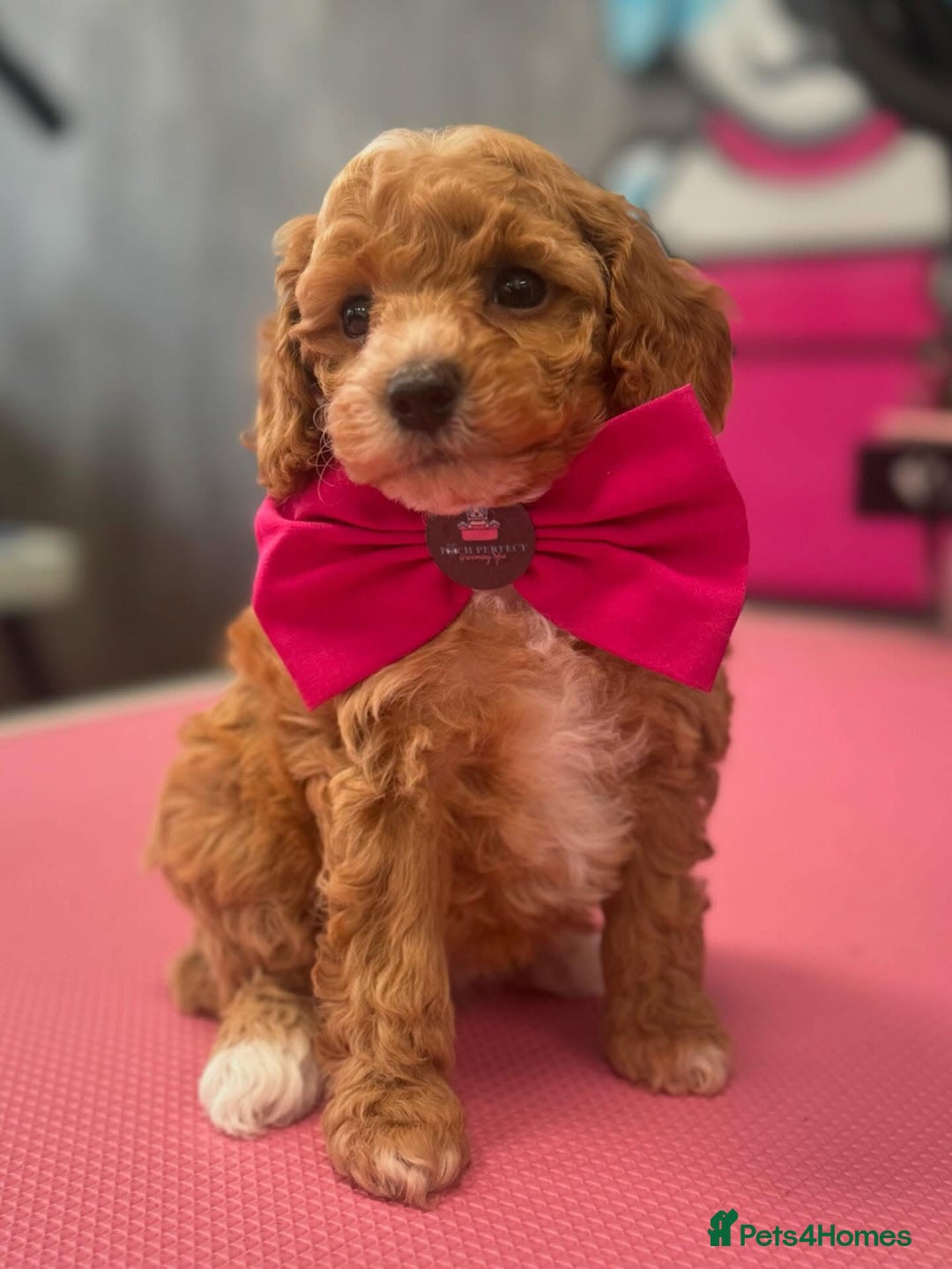 Cavapoo dogs for sale: F1BB cavapoo puppies  - Image 2