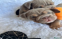 English Bulldog dogs for sale: Outstanding English bulldogs  - Image 13