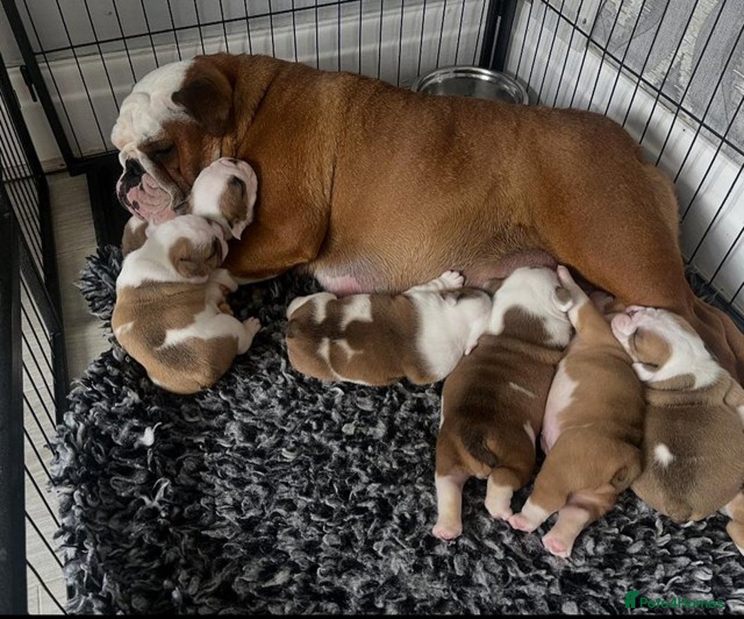 English Bulldog dogs for sale: Beautiful KC reg English Bulldogs - Advert 7