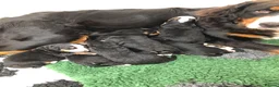 Bernese Mountain Dog dogs for sale: Stunning Bernese mountain puppies - Advert 8