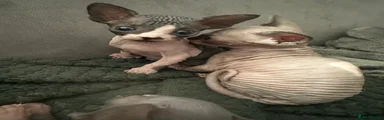 Sphynx Kitten 2
