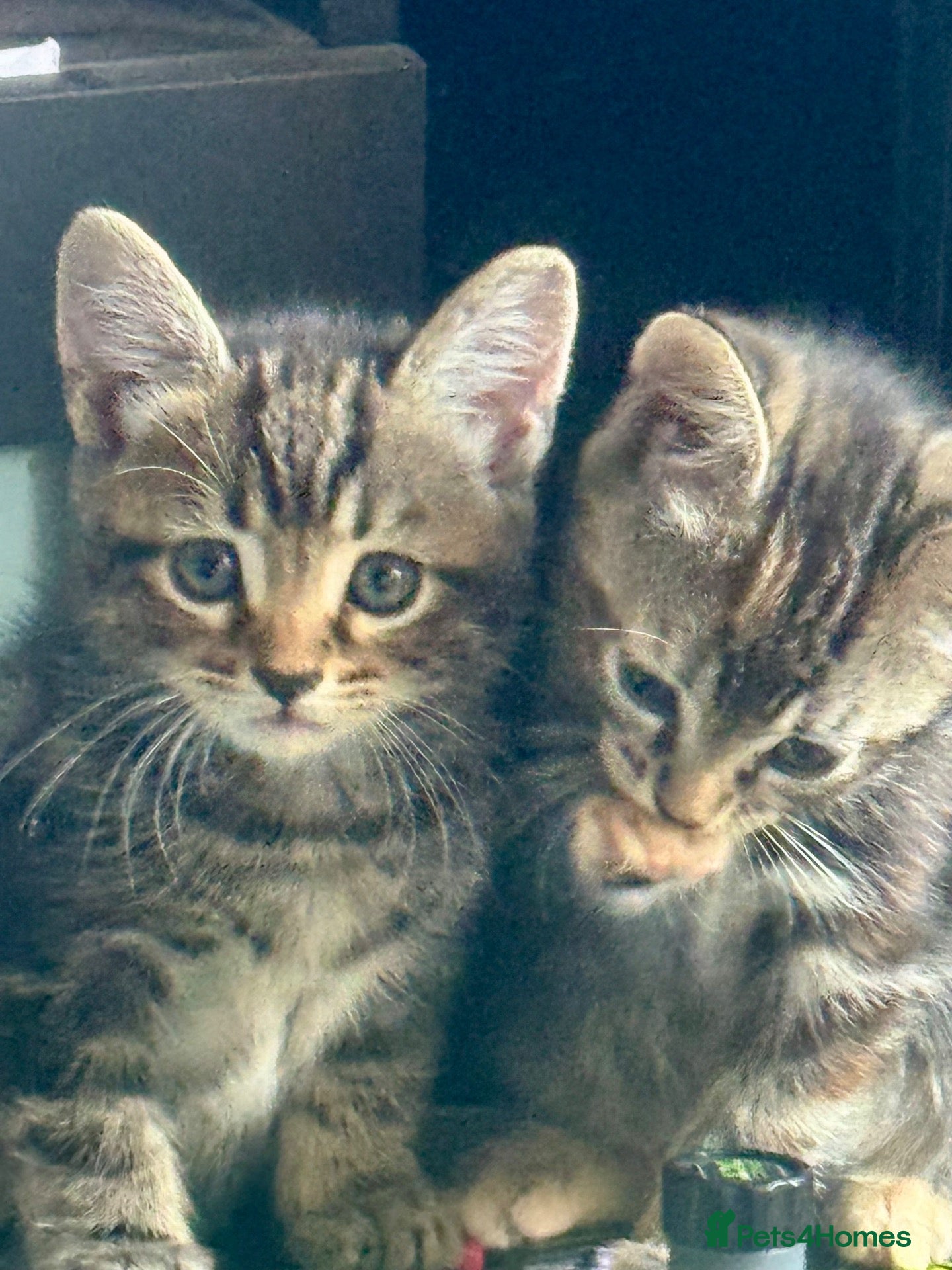 Mixed Breed cats 3 Beautiful Kittens — Ready for Loving Homes - Advert 5