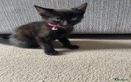 Mixed Breed cats for sale: 2 female kittens 1 male kitten for sale  - Image 9