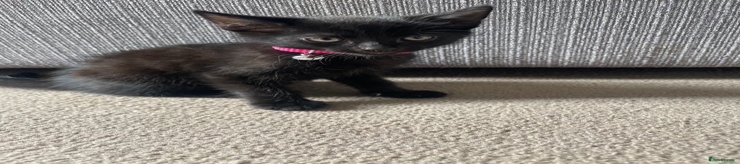 Mixed Breed Kitten 3