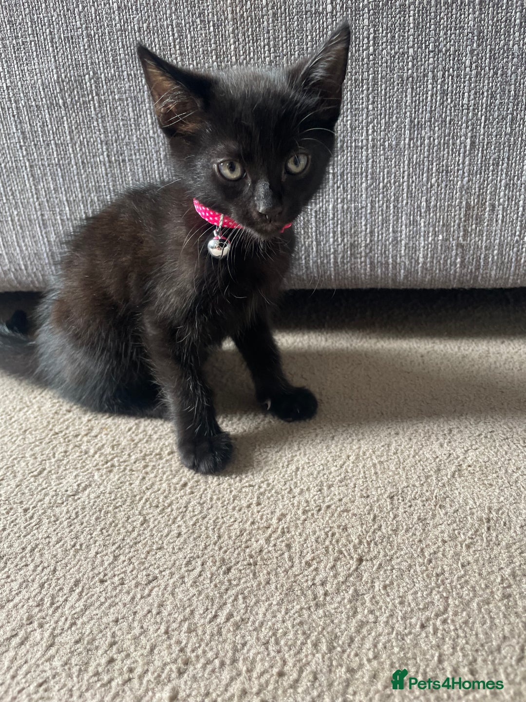 Mixed Breed cats for sale: 2 female kittens 1 male kitten for sale  - Image 9