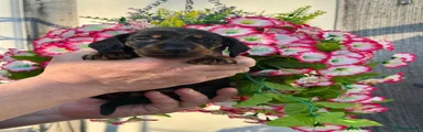 Miniature Dachshund Puppy 5