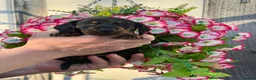 Miniature Dachshund dogs for sale: 7 kc reg dna tested mini dachshund puppies  - Advert 7