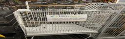 Parakeets birds for sale: Hand Reared Parrots/parakeets At Urban Exotics  - Advert 20