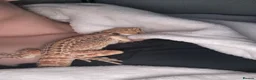 Bearded Dragon reptiles for sale: Barry the breaded dragon - Advert 8