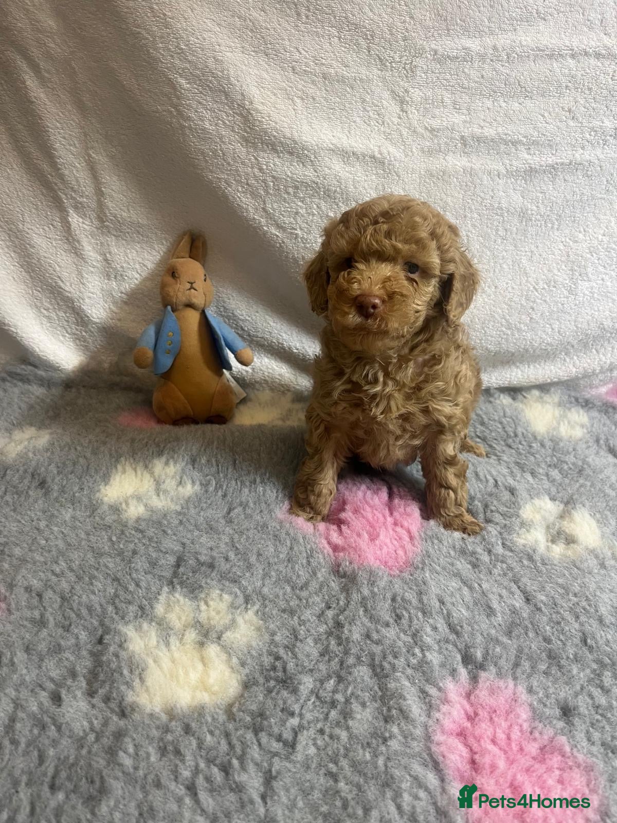 Maltipoo dogs for sale: 🤩 4 f1 stunning male Maltipoo 🤩 - Advert 1