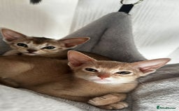 Abyssinian cats for sale: Abyssinian kittens  - Image 9