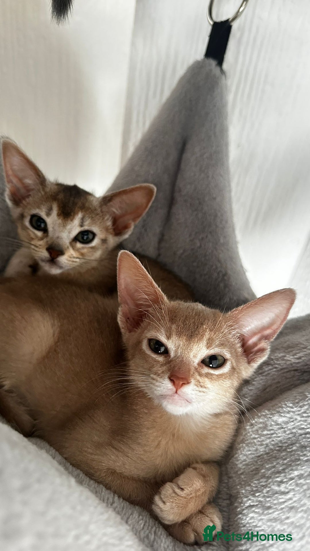 Abyssinian cats for sale: Abyssinian kittens  - Image 9