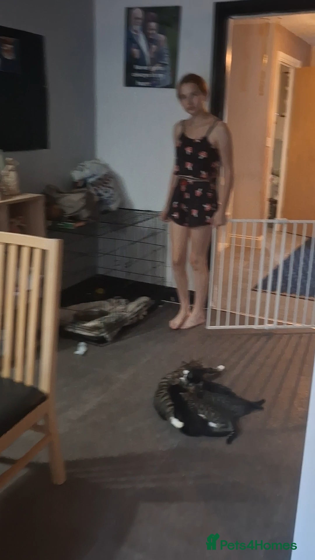 Mixed Breed cats for sale: Male kitten  - Advert 8