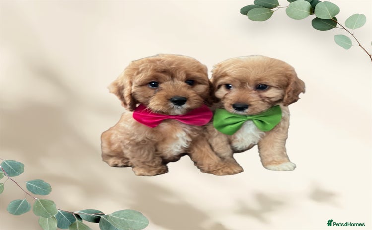 Cavapoo dogs - Advert 4