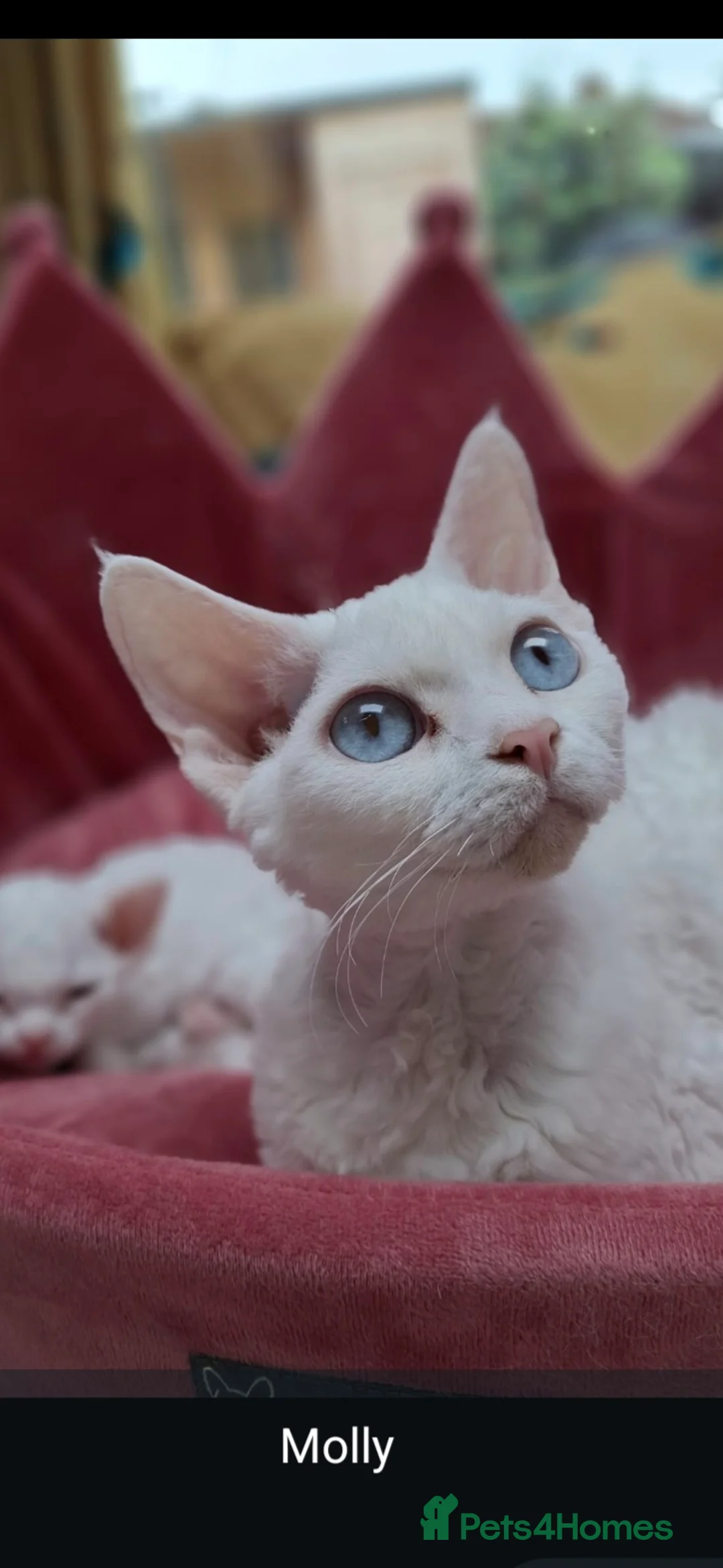 Devon Rex cats for sale: Beautiful Devon rex - Advert 2
