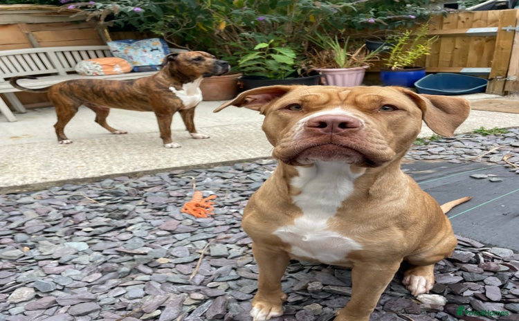 Mixed Breed dogs - Advert 4