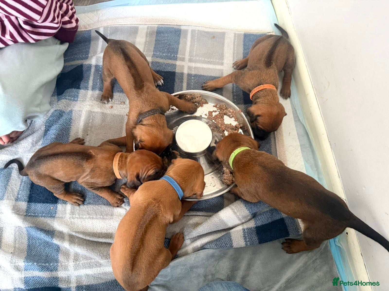 Rhodesian Ridgeback dogs for sale: Stunning KC Registered Rhodesian Ridgeback Puppies - Advert 24