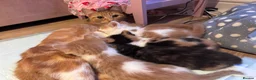 Domestic Shorthair cats for sale: Ginger & White Male Kitten - last of litter  - Advert 2