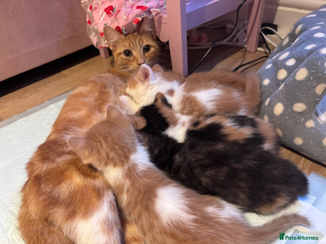 Domestic Shorthair cats for sale: Ginger & White Male Kitten - last of litter  - Advert 2