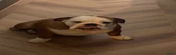 English Bulldog dogs for sale: Reluctant sale female British bulldog in Sheffield - Advert 5