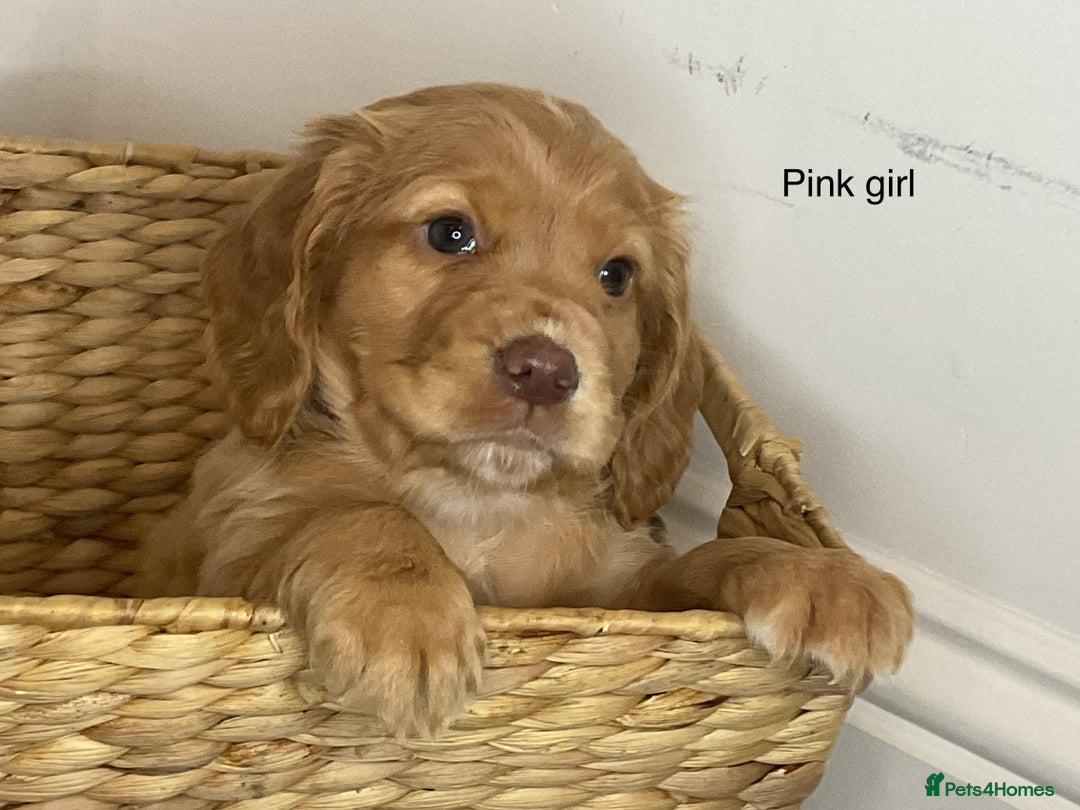 Cocker Spaniel dogs for sale: Hereditary clear working cocker spaniels - Image 5