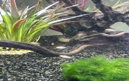 Cichlids fish for sale: Albino Convict Juveniles 1-2 cm - Image 2