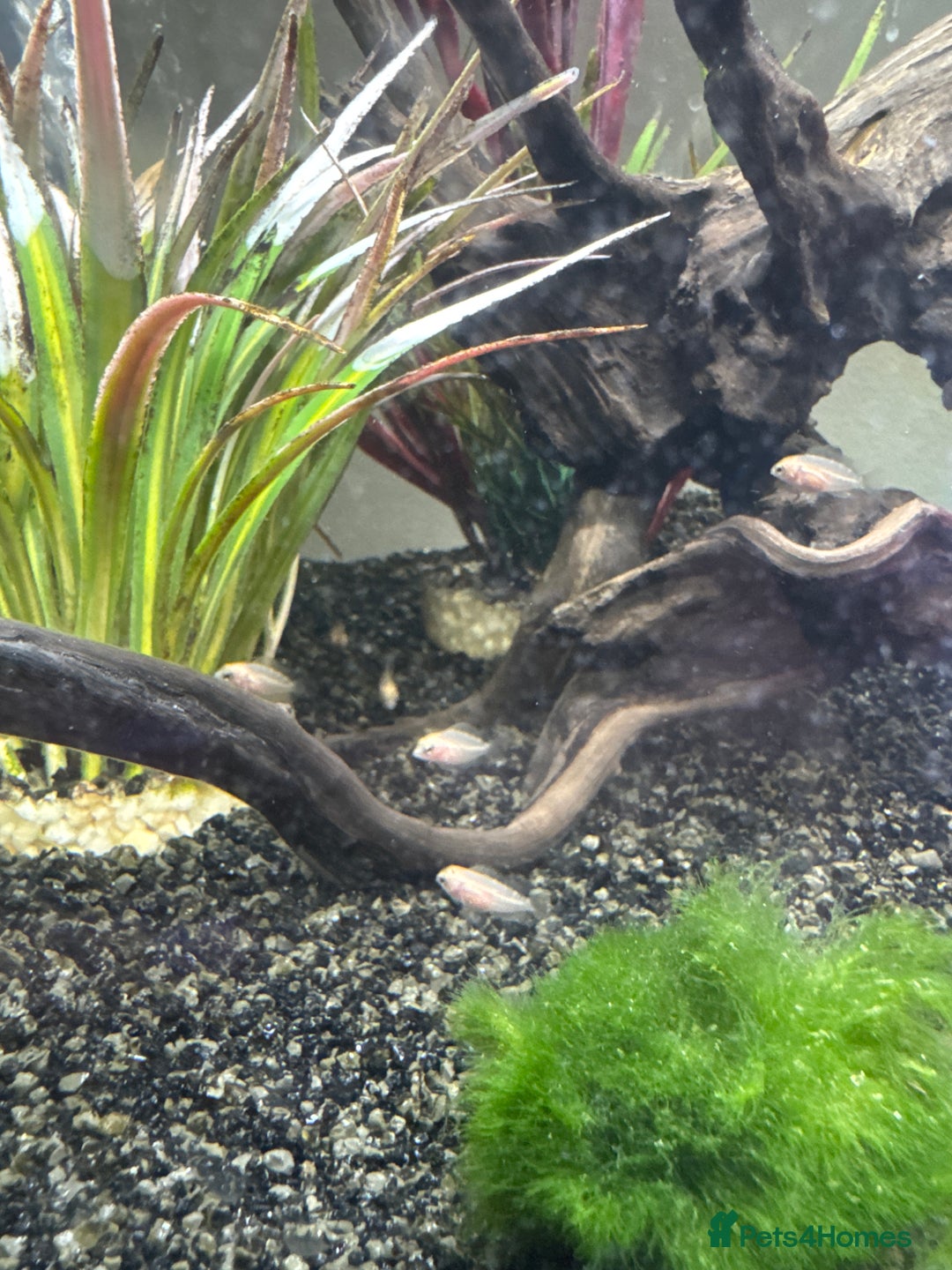 Cichlids fish for sale: Albino Convict Juveniles 1-2 cm - Image 2