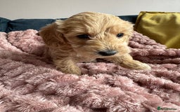 Cockapoo dogs for sale: Wonderful snuggle buddy  - Image 6