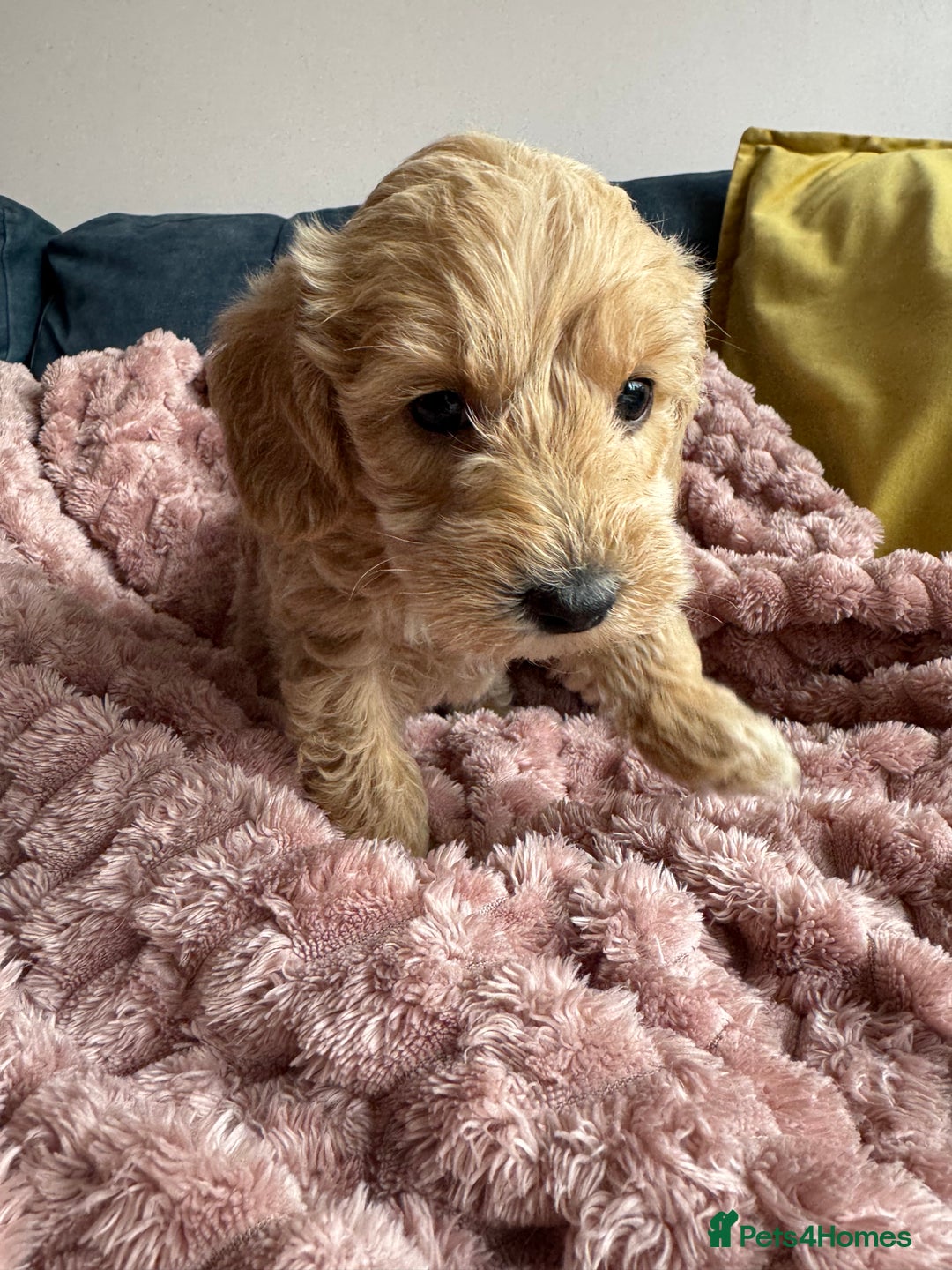 Cockapoo dogs for sale: Wonderful snuggle buddy  - Image 6