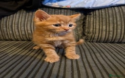 Mixed Breed cats for sale: Male ginger kitten  - Image 2