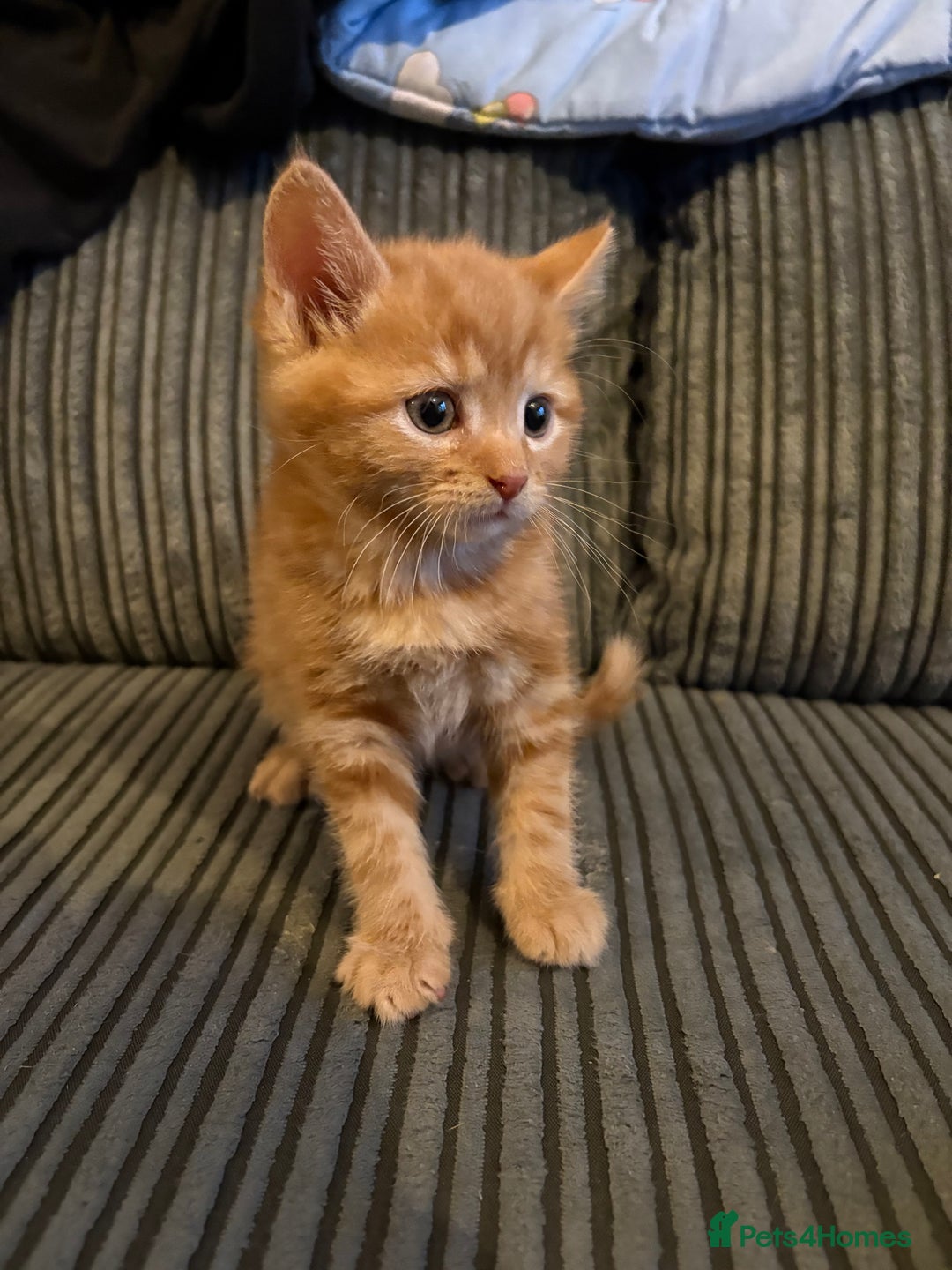 Mixed Breed cats for sale: Male ginger kitten  - Image 2