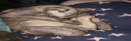 Sphynx cats for sale: Sphynx family  - Advert 5