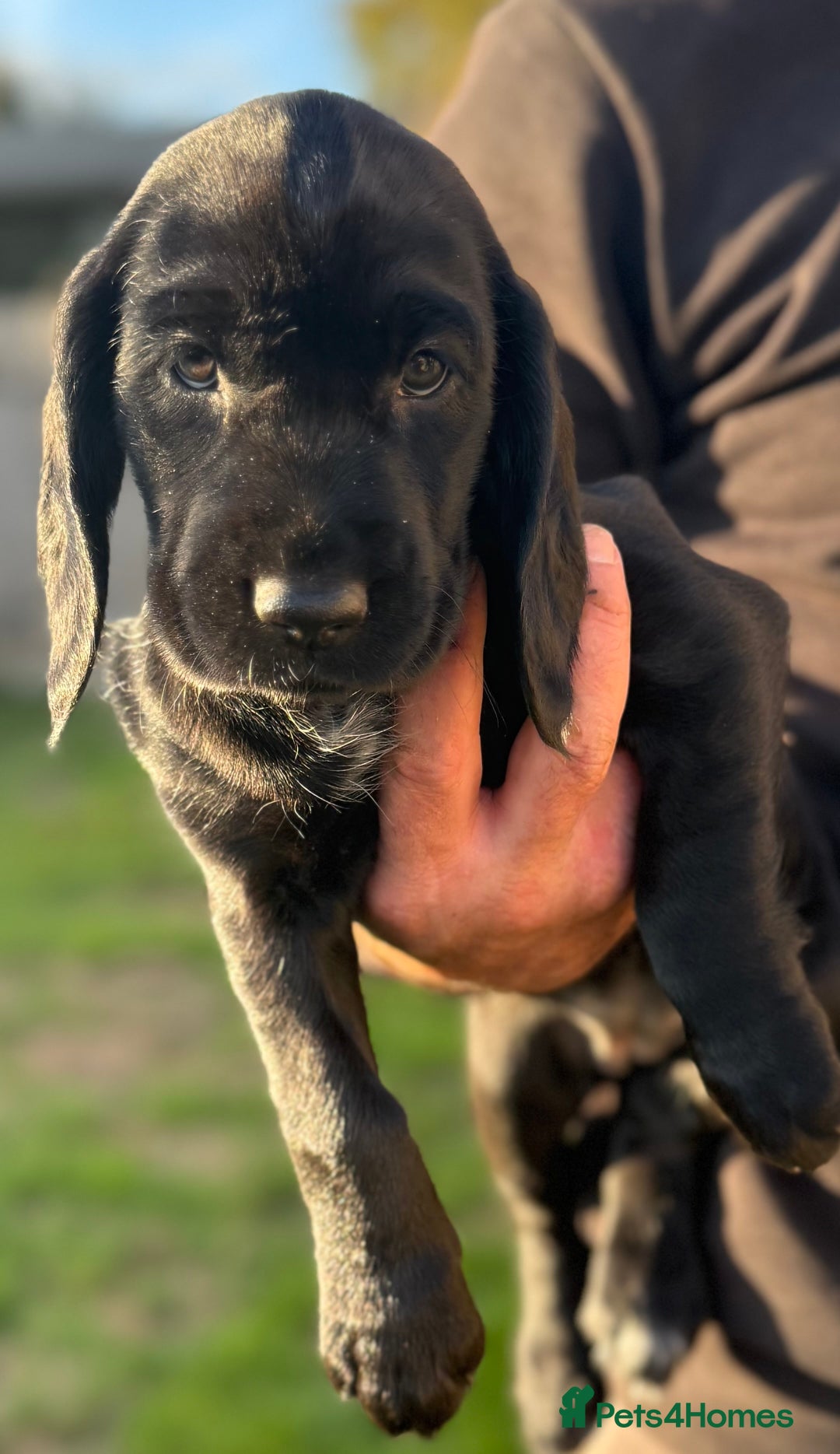 Cockerdor dogs for sale: Cockerdor puppies ready 10th October.  - Image 7