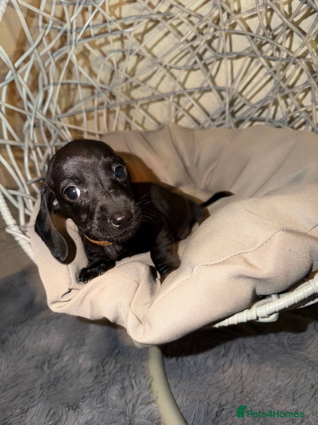 Dachshund dogs for sale: Dachshund Puppies Available 🐾 - Advert 6