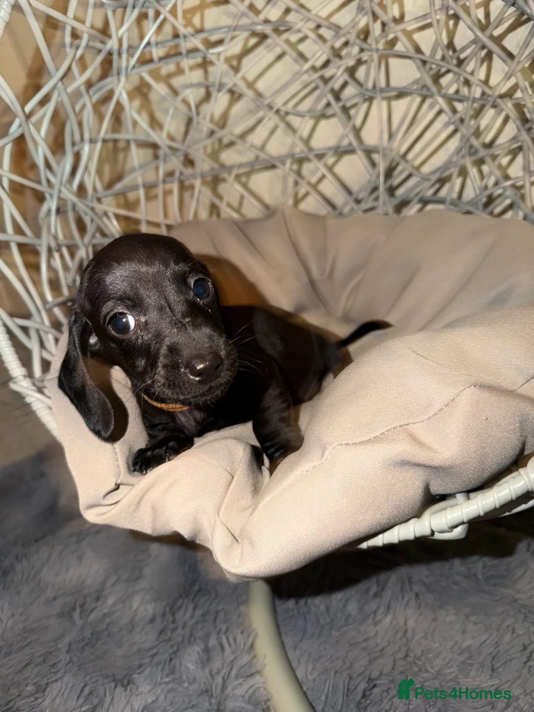 Dachshund dogs for sale: Miniature Dachshund Puppies Available 🐾 - Advert 8