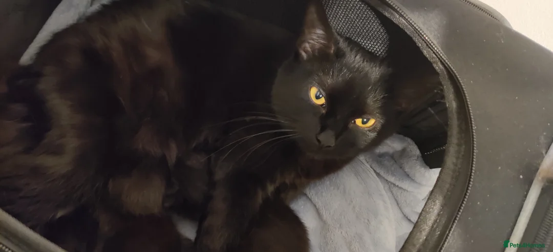 Mixed Breed cats for sale: Three Black and White Kittens - Advert 5