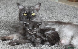 Maine Coon cats for sale: GCCF Active Black Smoke Maine Coon Queen - Image 1