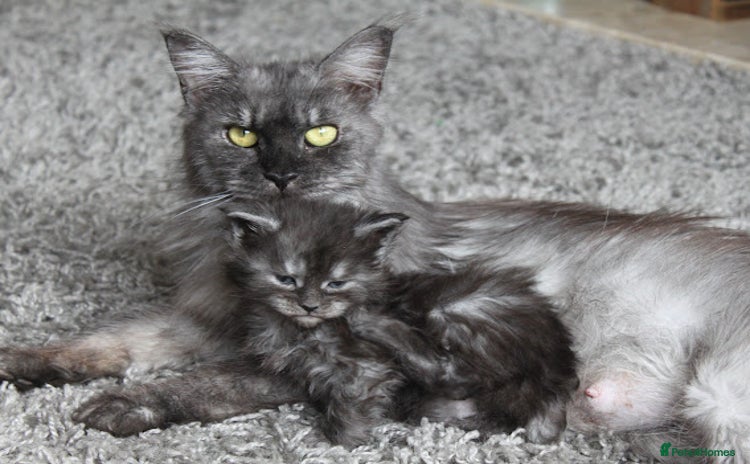 Maine Coon cats - Advert 14