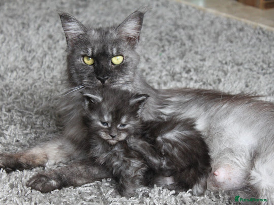 Maine Coon cats for sale: GCCF Active Black Smoke Maine Coon Queen - Image 1