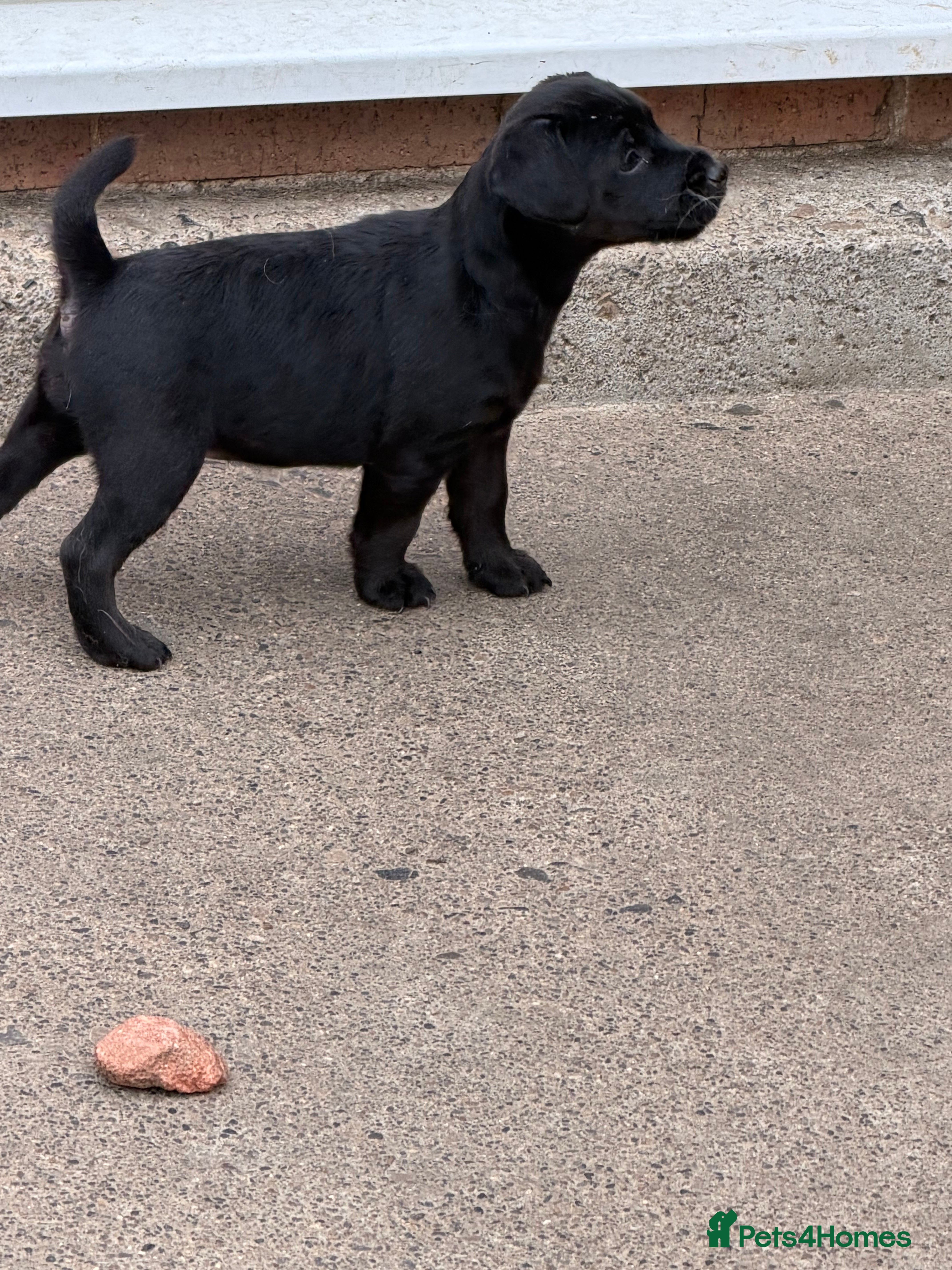 Patterdale Terrier dogs 3 patterdale terriers puppies available  - Advert 2