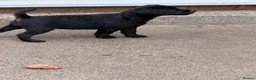 Patterdale Terrier dogs for sale: 3 patterdale terriers puppies available  - Advert 2