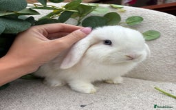 Mini Lop rabbits for sale: Mini lops for sale *ready to leave now* - Image 3