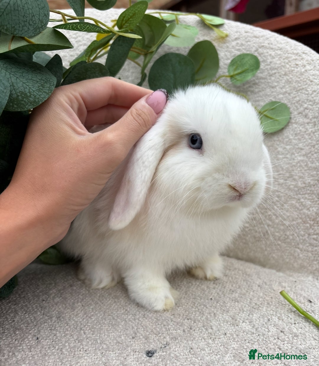 Mini Lop rabbits for sale: Mini lops for sale *ready to leave now* - Image 3
