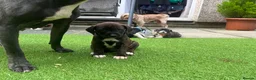 Mixed Breed dogs for sale: Blue American staffies - Advert 1