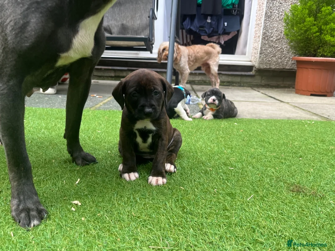 Mixed Breed dogs for sale: Blue American staffies - Advert 1